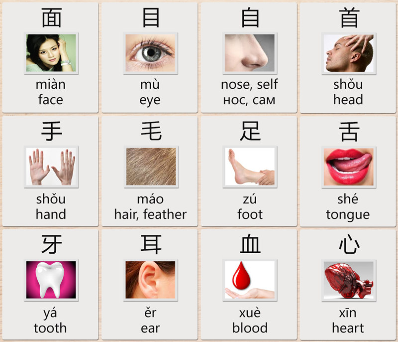 body in Chinese